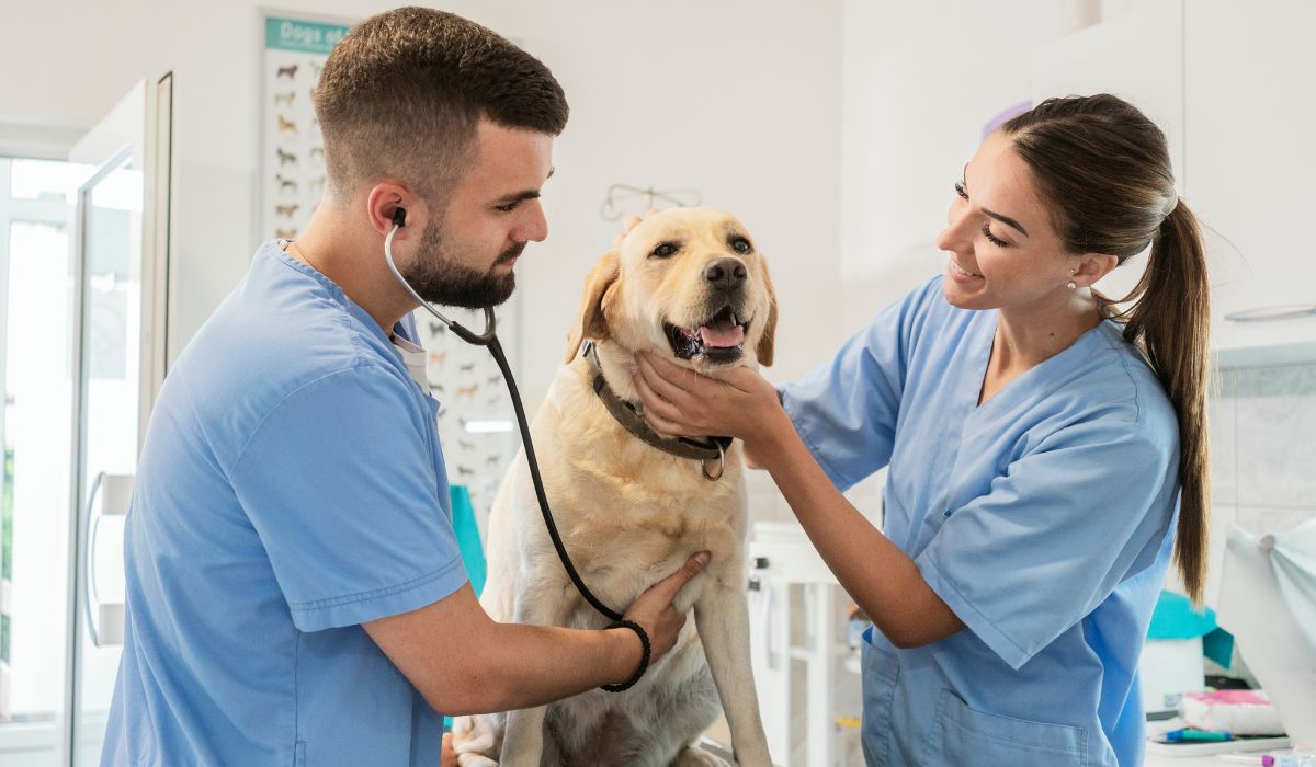Two veterinarians examining a dog in the vet clinic