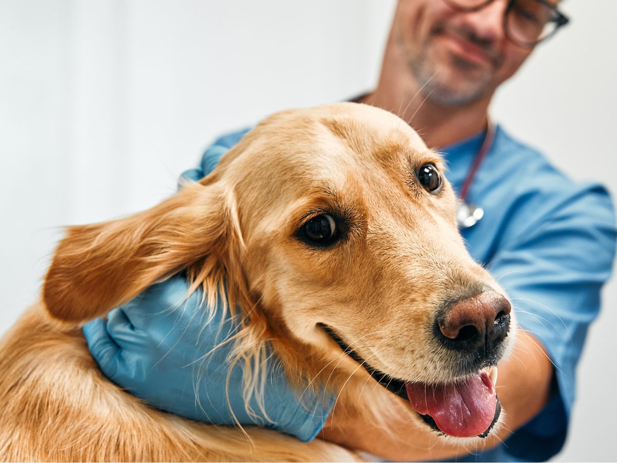 golden retriever with a happy expression