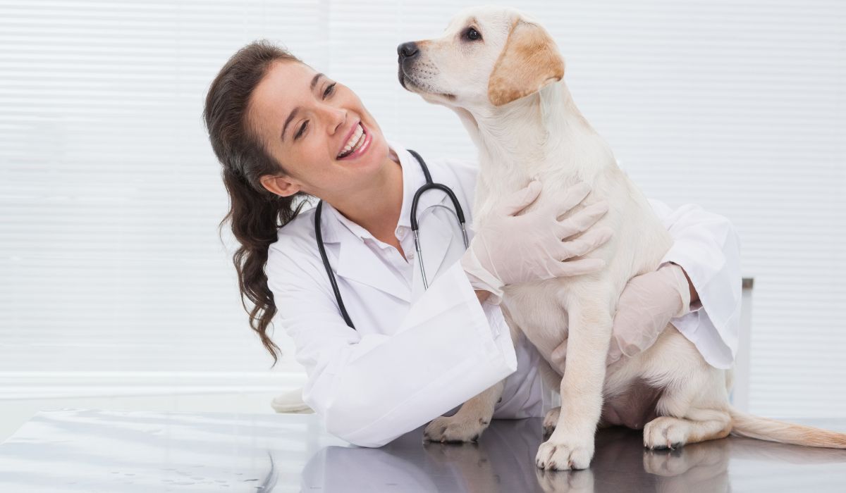 A veterinarian in a white coat holding and examining a dog