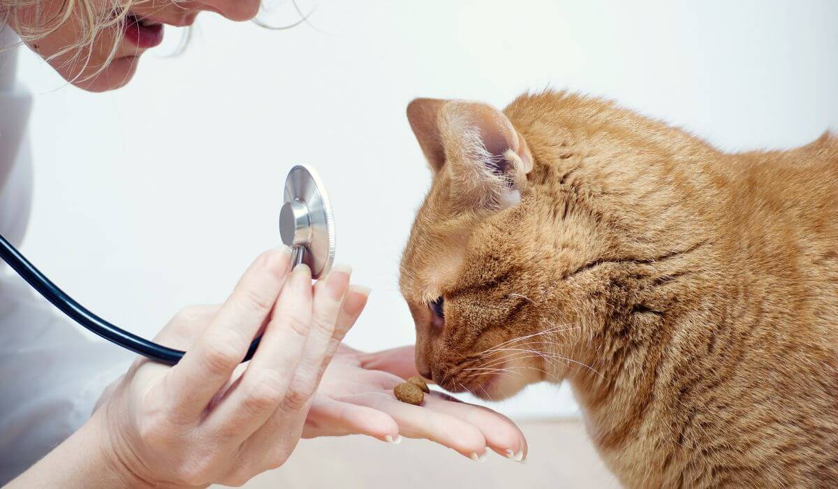 cat-sniffing-treats-from-vet