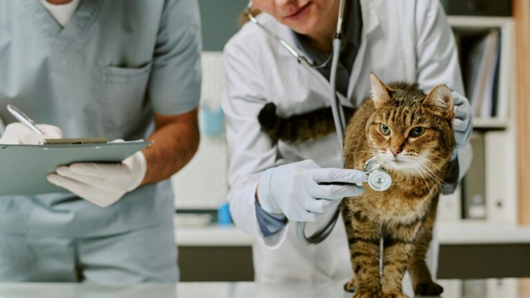 VetCircle - Independent vs. Corporate Veterinary Ownership in Canada An Honest Guide for Practice Owners